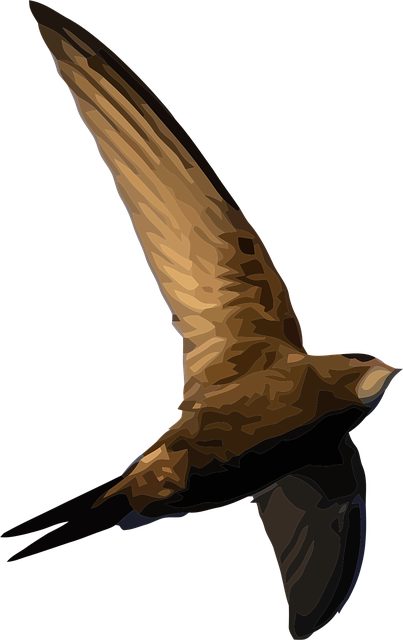Gierzwaluw